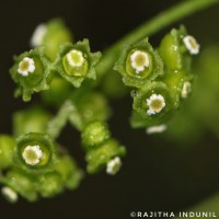 Cyclea peltata (Lam.) Hook.f. & Thomson